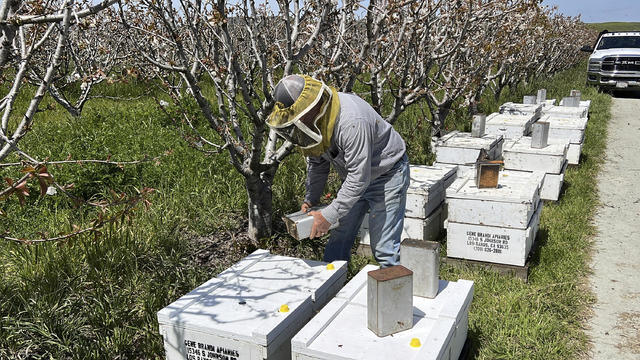 California Storms Farming Bees 