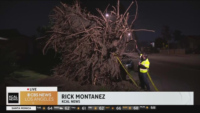 whittier-tree-rick-montanez.jpg 