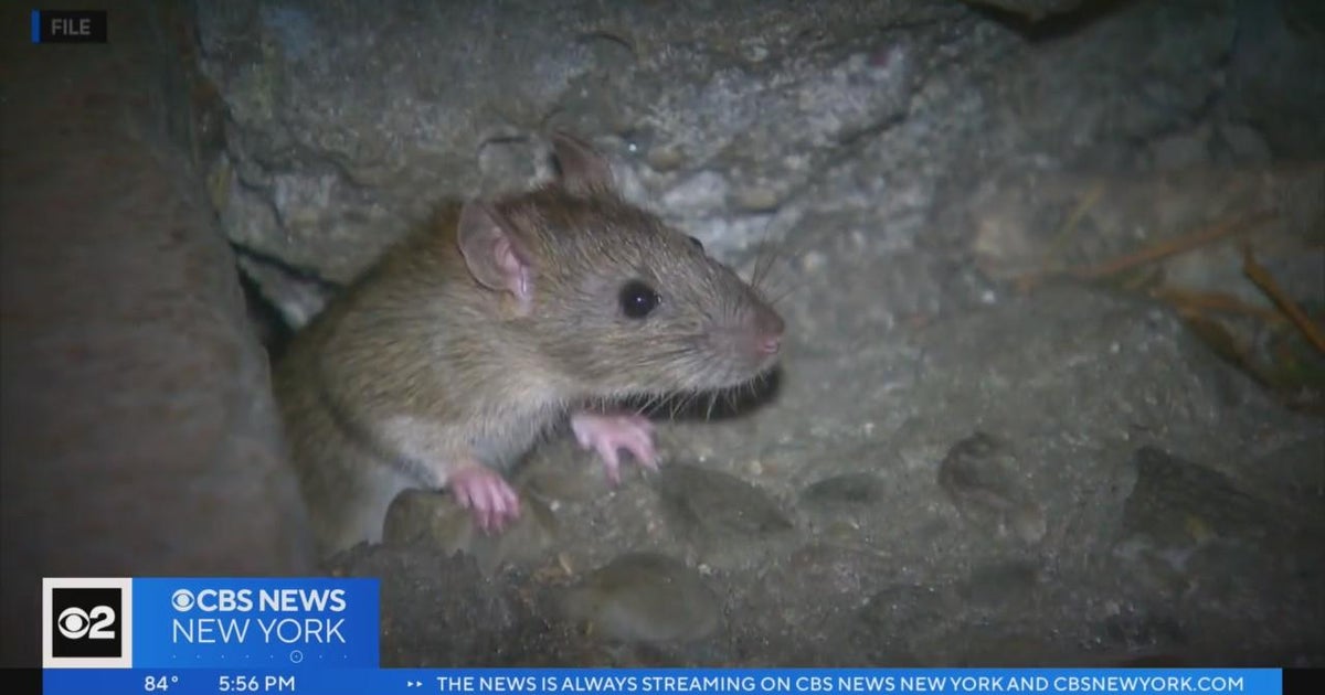 Kathleen Corradi appointed New York City's official rat czar - CBS New York