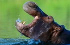 COLOMBIA-DRUGS-ESCOBAR-HIPPOS 