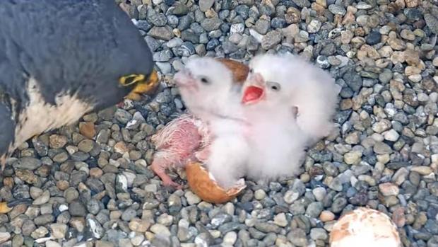 Newborn Cal falcon chicks 