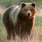 Brown bear mauls woman on popular Alaska trail