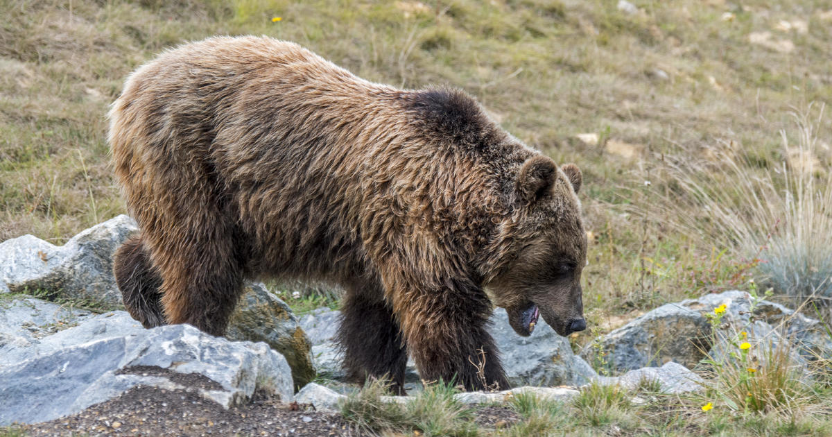 Bear kills Italian jogger, reportedly same animal that attacked father and son in 2020