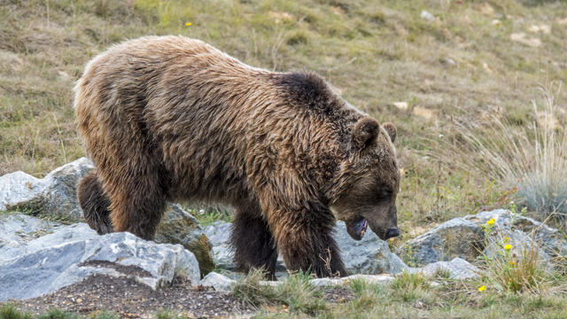 European brown bear foraging among rocks on mountain slope. 