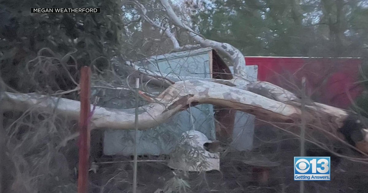 Call Kurtis Investigation: Unlicensed tree trimmer in Wilton disaster area