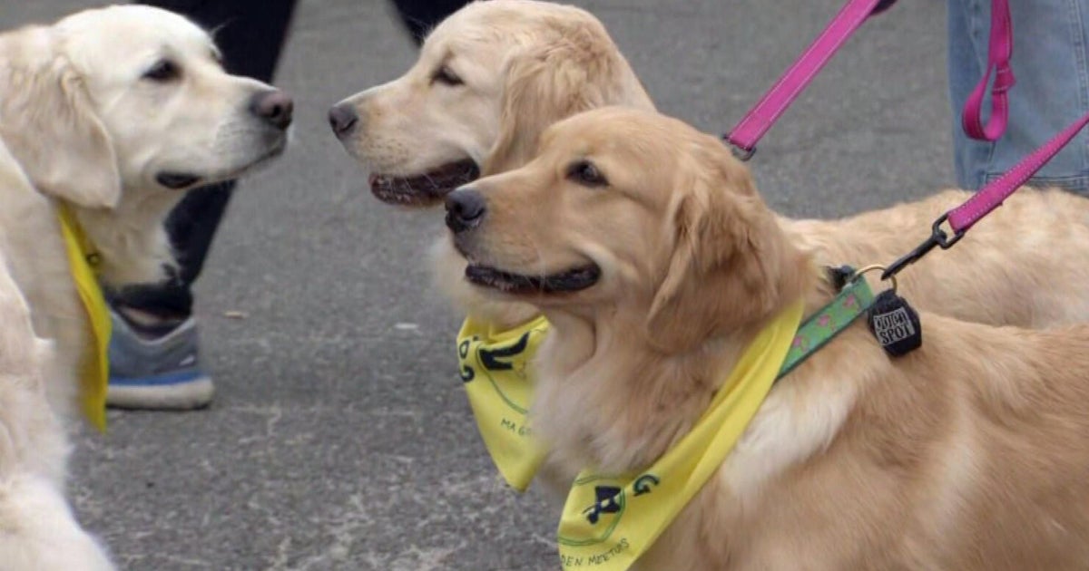 Qualified: ‘If it is really too hot for you, it truly is also very hot for your doggy,’ prevent walks on very hot times Qualified: ‘If it is really too hot for you, it truly is also very hot for your doggy,’ prevent walks on very hot times