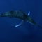 Nature: Billfish in Mexico