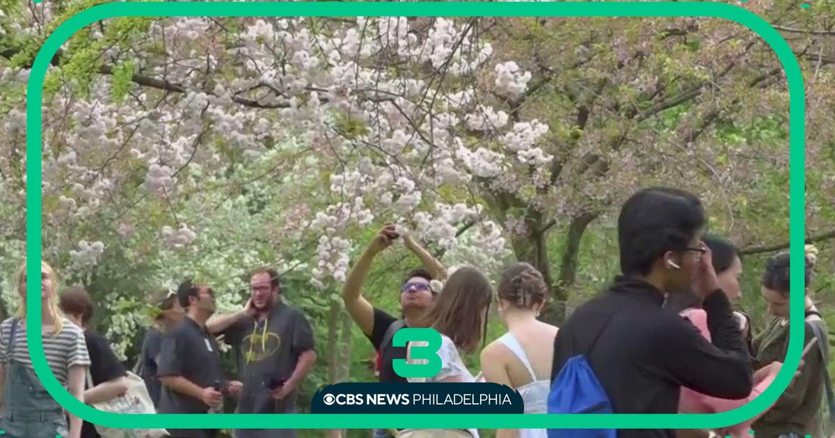 Thousands enjoy Cherry Blossom Festival at Fairmount Park CBS