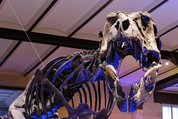 Dinosaur Gallery Of The Royal Belgian Institute of Natural Sciences 
