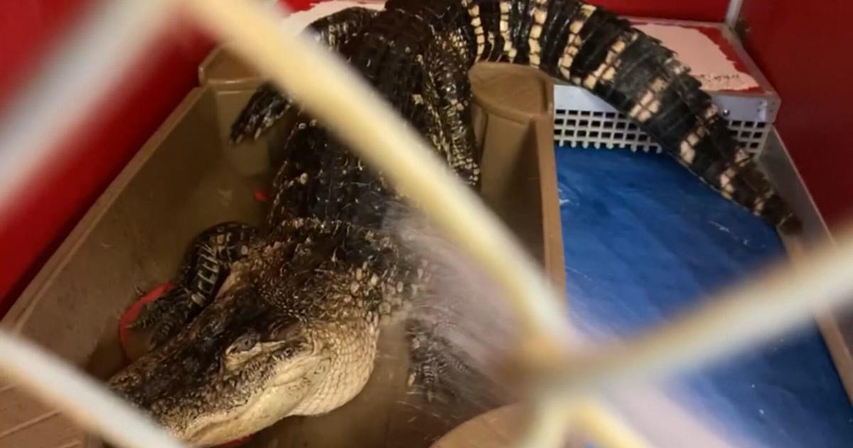 Alligator Large Mack rescued by ACCT Philly headed to Florida