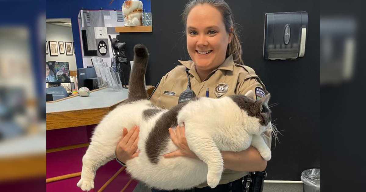 Police Cat Keeps A Close Eye On All The Officers