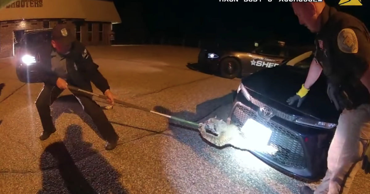 “This is a first”: Wisconsin officers pull bobcat from car’s front grill