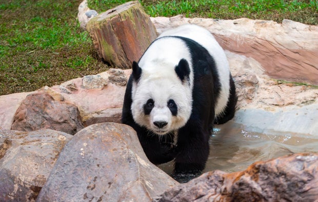 Chinese panda Lin Hui