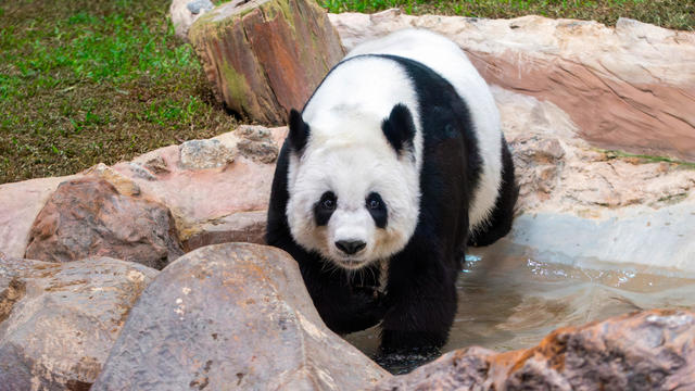 Chinese panda Lin Hui 