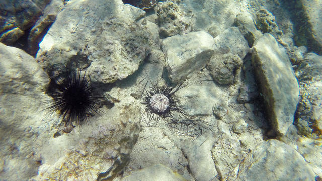 Sea Urchin Deaths 