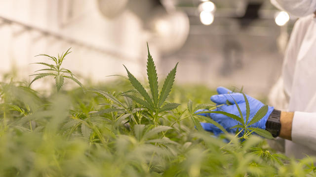 Cannabis Plants Grow Inside A Controlled Environment 