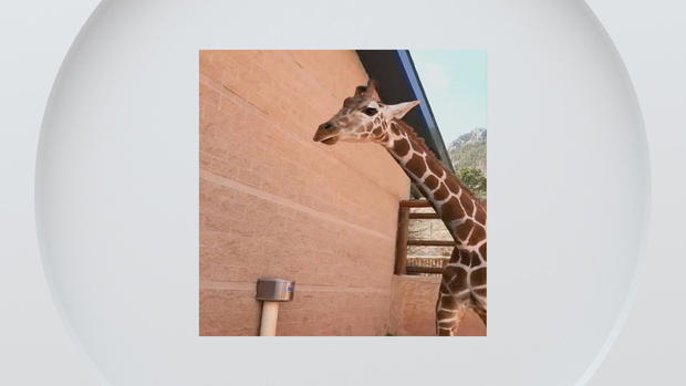 kay-the-giraffe.jpg 