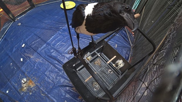 sitdown-int-w-bird-cammic-34-grp-01.jpg