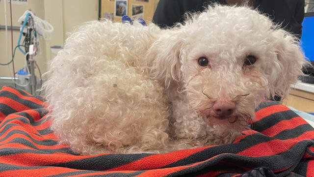 toodles-poodle-pspca.jpg 