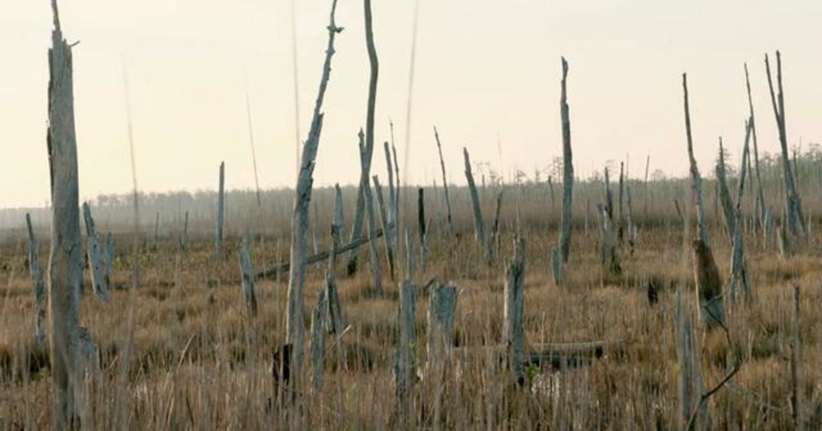 "Ghost forests" along U.S. coasts are a haunting indicator of climate change