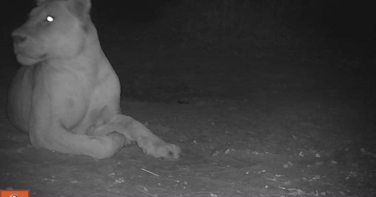Lion sighted in Chad national park for first time in nearly 20 years