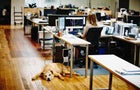 Sleeping dog lying underneath workstation 