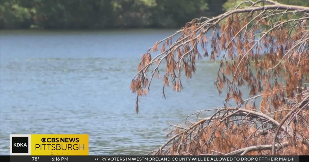 Earth 365: Climate change taking toll on Lake Erie - CBS Pittsburgh