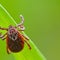 Tick season is here: How to protect yourself from bites, Lyme disease