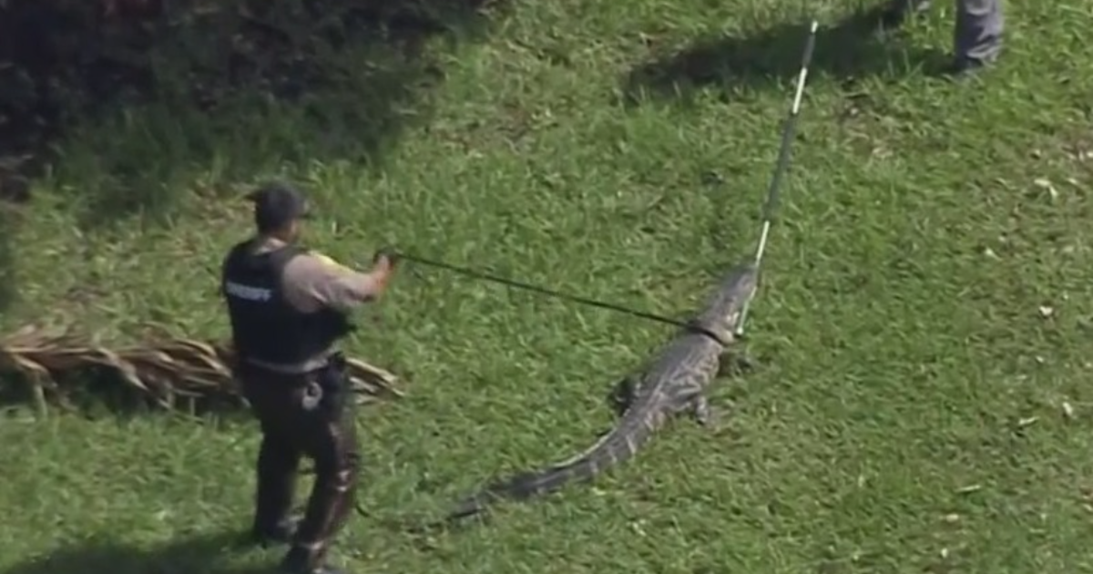Alligator noticed in Doral, safely wrangled by authorities