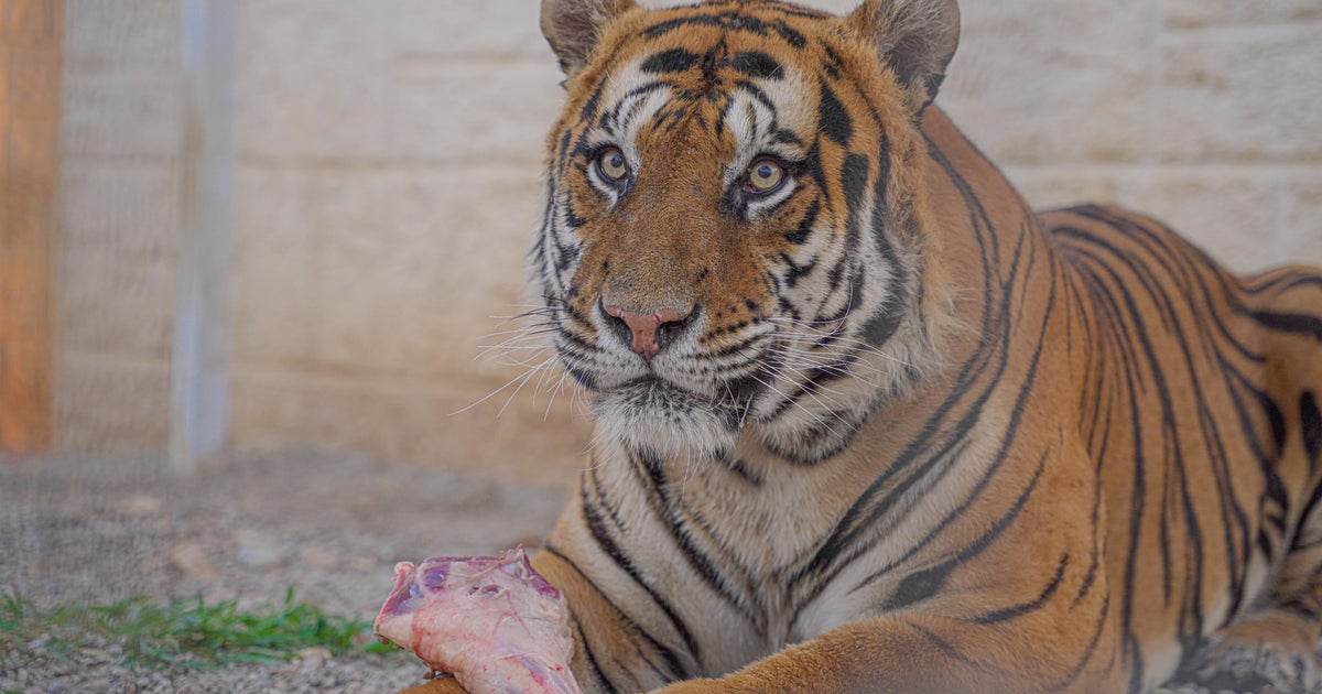 Mexico seizes 10 tigers, 5 lions in cartel-dominated area