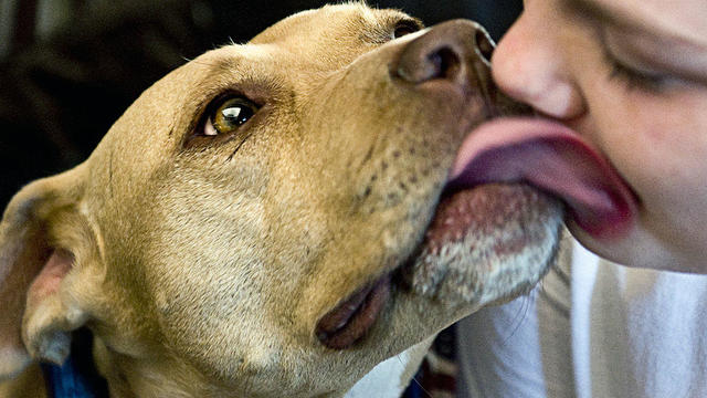 Pitbulls on pararde - owners show support of their animals in light of legislation past that makes it easier to sue 