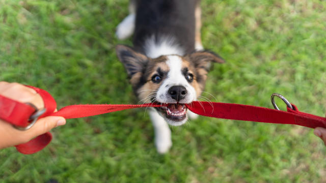 border collie puppy playing in the grass and chewing on a red rope 