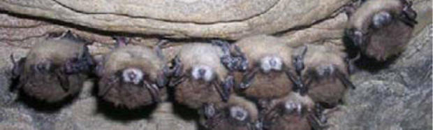 bats-disease-colorado-white-nose-syndrome-bats-from-cpw-page.jpg 