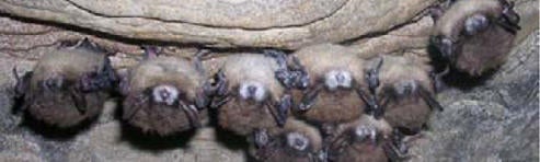 bats-disease-colorado-white-nose-syndrome-bats-from-cpw-page.jpg