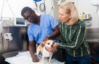 why-you-should-get-pet-insurance-before-your-pet-gets-sick.jpg 