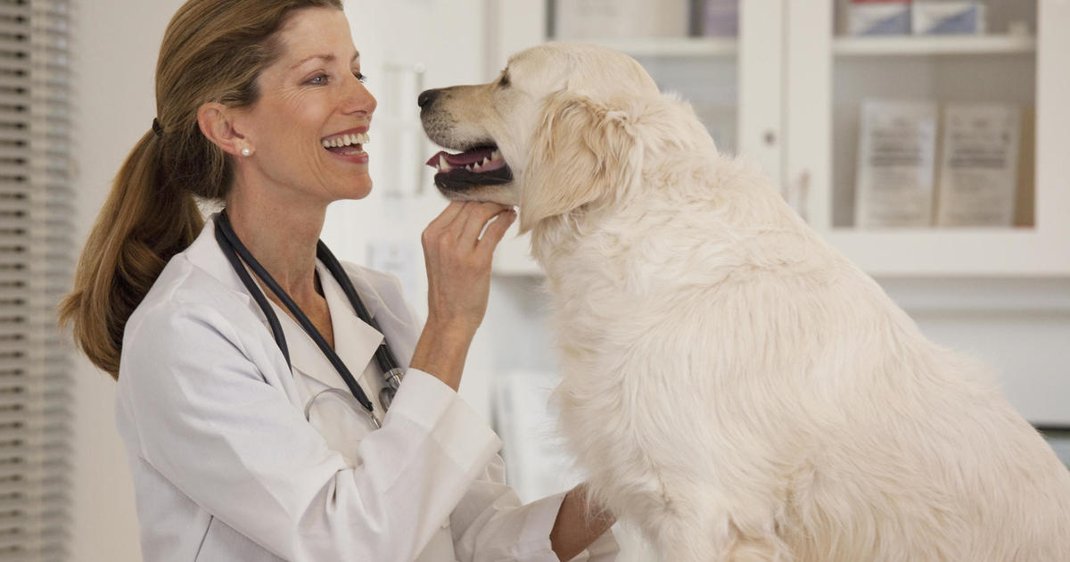 Is pet insurance worth it? Here’s what vets say