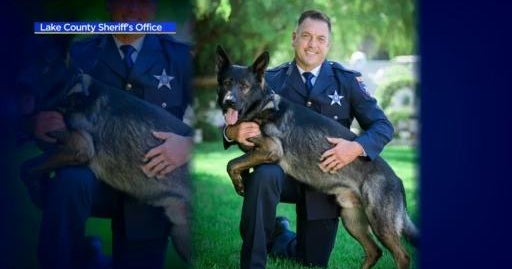 Dax, Lake Co. K-9, nabs suspect in home invasion - CBS Chicago