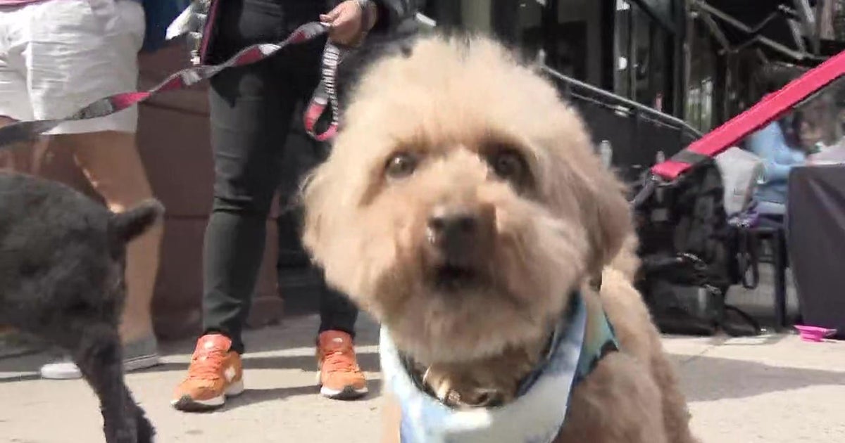 Newly arrived rescue dogs showed off on Upper West Side are ready for adoption - Vimarsana News