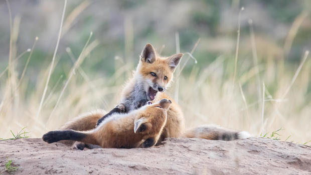 fox-kits-envied-photography-copy.jpg 