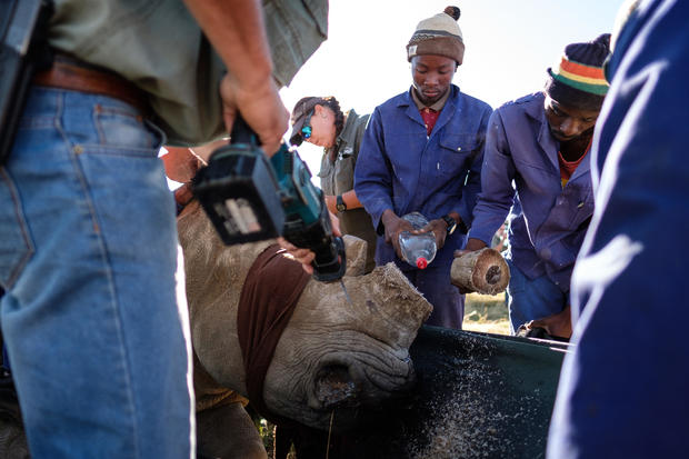 Horn Trimming On The Ranch Of South African Rhino Breeder John Hume 