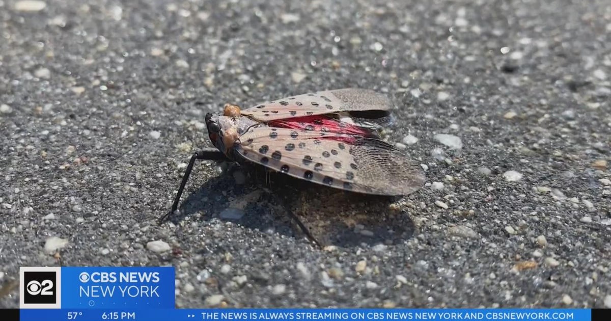 State officials Spotted lanternflies spotted in TriState Area CBS