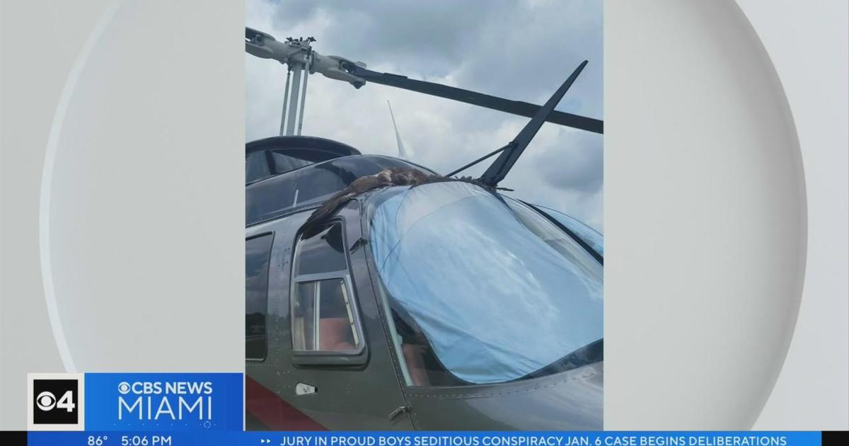 Hawk collides with Chopper 4 mid-air, destroys window