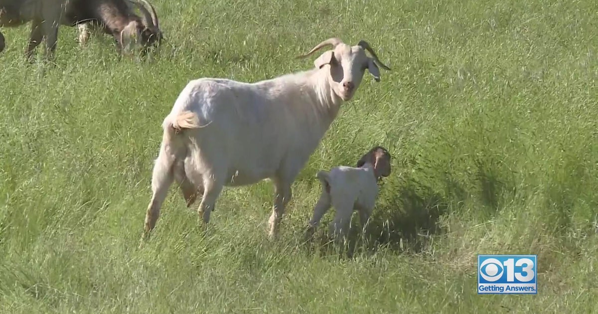 More goats needed to clear brush from winter storms