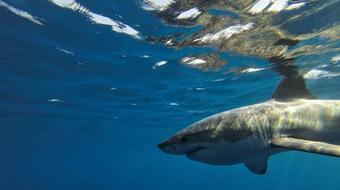 Scientists on the verge of unlocking the mystery of great white shark mating 