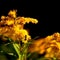 Allergy season getting longer