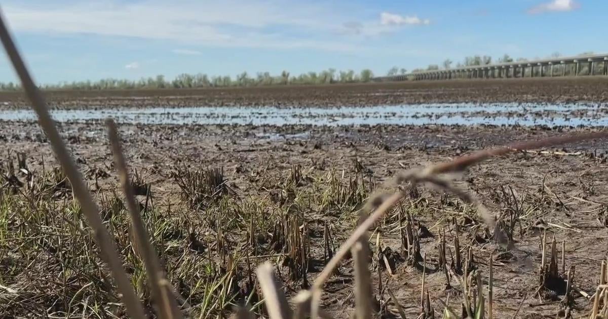 researchers-raising-salmon-in-rice-fields-to-save-dwindling-population