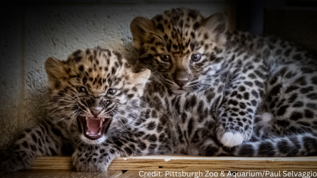 amur-leopard-cubs-pittsburgh-zoo.png 