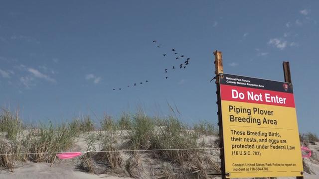 930hl-piping-plovers-wcbs6pzk-hi-res-still.jpg 