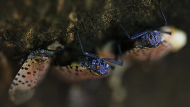 Invasive Species Spotted Lanternfly Permeates Across Northeast With Fears They Could Spread Further 