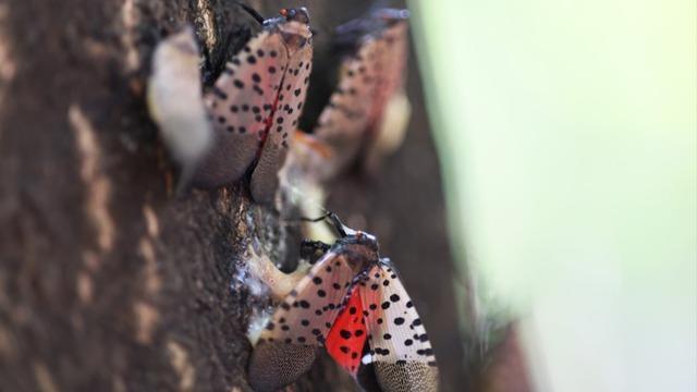 cbsn-fusion-spotted-lanternflies-expected-to-return-earlier-this-year-thumbnail-1923814-640x360.jpg 
